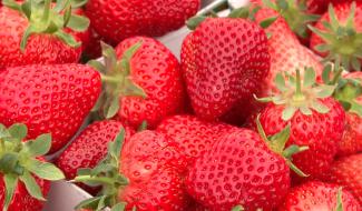 La saison des fraises de Wallonie est lancée à Malèves