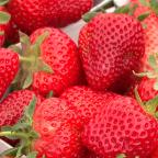 La saison des fraises de Wallonie est lancée à Malèves