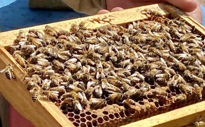 Agristories - Les abeilles du domaine de Mielmont